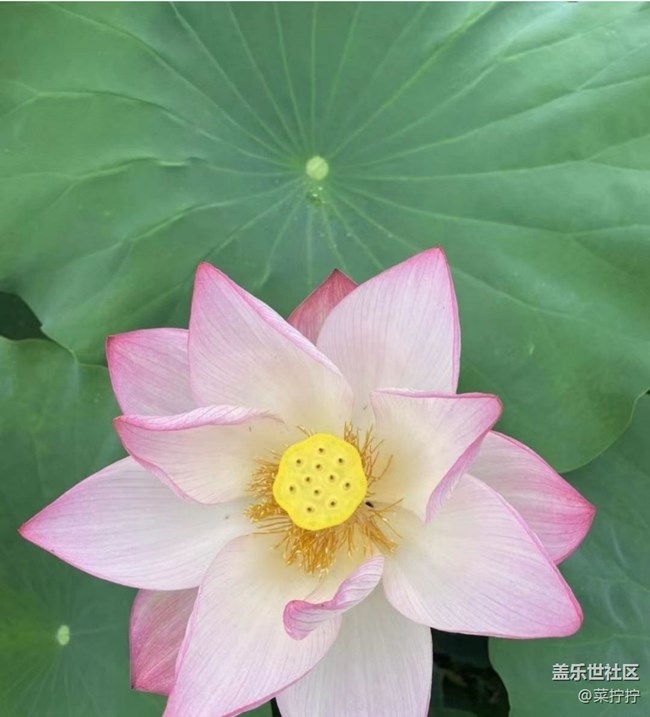 【雨過(guò)天晴】荷葉圓圓