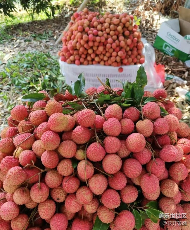 瞬間及永恒+采摘荔枝