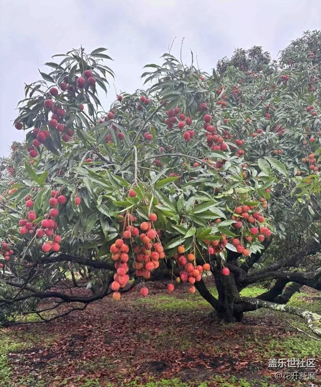 瞬間及永恒+采摘荔枝