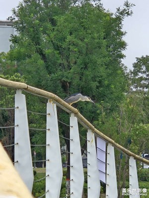 【七彩夏日】+公園小鳥與荷花