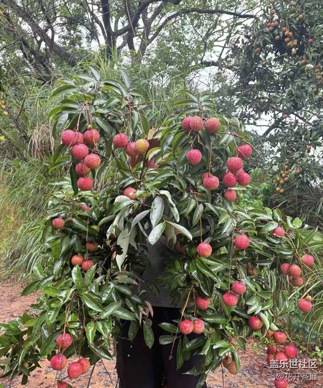 瞬間及永恒+采摘荔枝