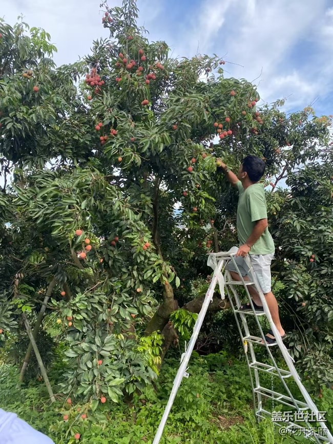 瞬間及永恒+采摘荔枝