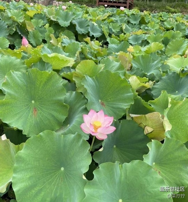 【雨過(guò)天晴】荷葉圓圓