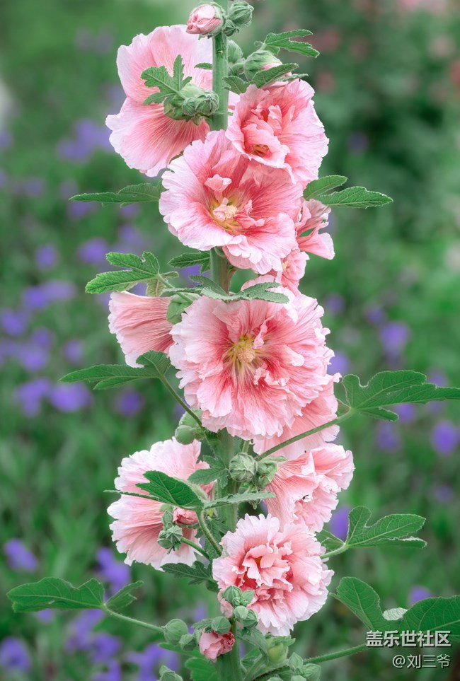 【瞬間及永恒】夏意漫染，萬物生息