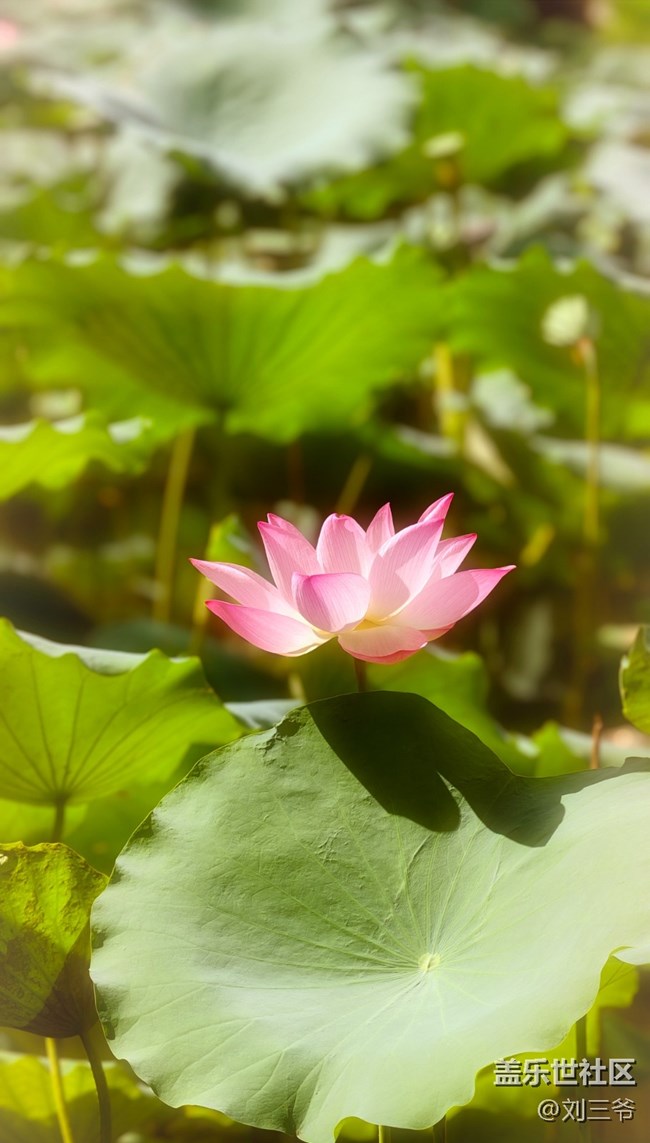 【瞬間及永恒】夏荷與小生靈的絮語