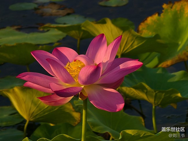 【瞬間及永恒】夏荷與小生靈的絮語
