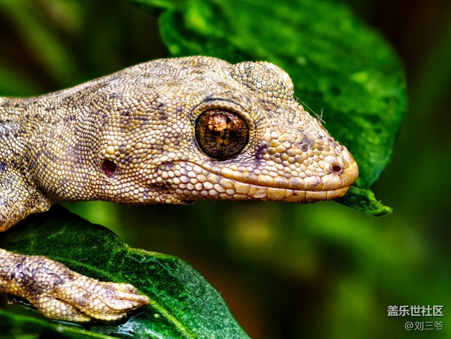 【瞬間及永恒】夏荷與小生靈的絮語