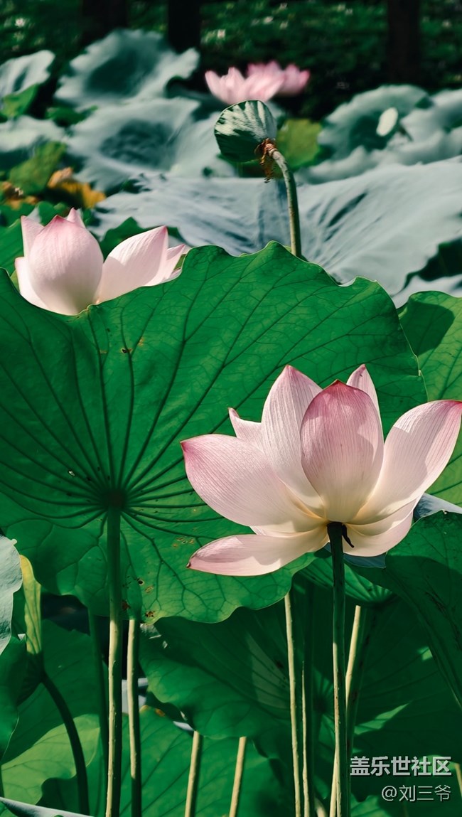 【瞬間及永恒】夏荷與小生靈的絮語