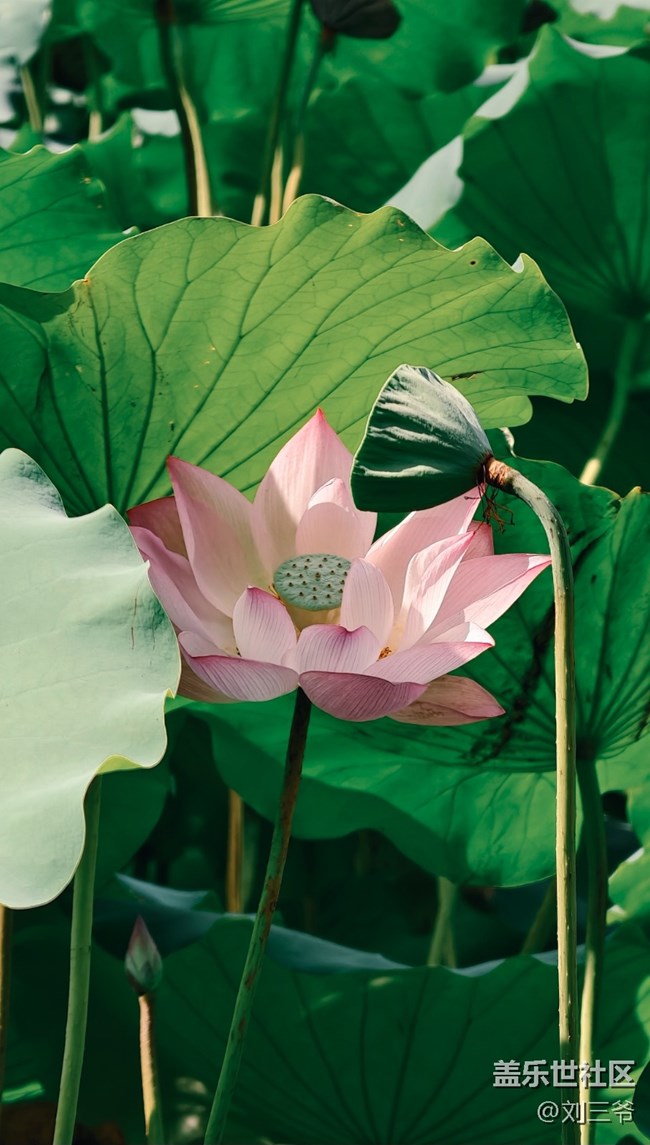 【瞬間及永恒】夏荷與小生靈的絮語