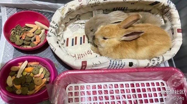 《尋找最美鏟屎官視角》小兔子