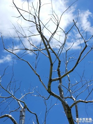 【七彩夏日】炎夏隨拍