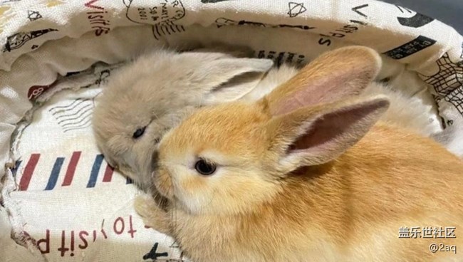 《尋找最美鏟屎官視角》小兔子