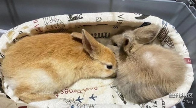 《尋找最美鏟屎官視角》小兔子