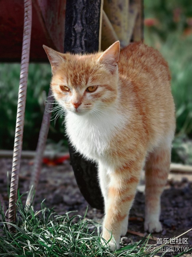 【尋找最美鏟屎官視角】貓咪