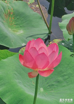 【七彩夏日】+今夏最后一次拍荷花