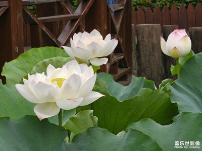 【七彩夏日】鮮活一夏