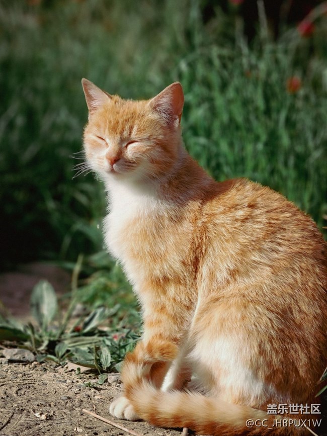 【尋找最美鏟屎官視角】貓咪