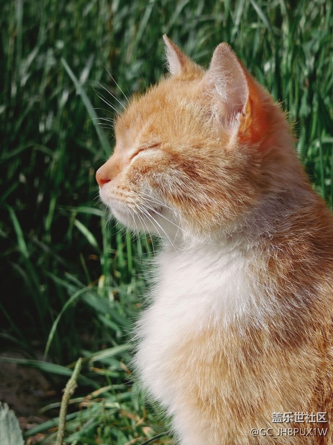 【尋找最美鏟屎官視角】貓咪