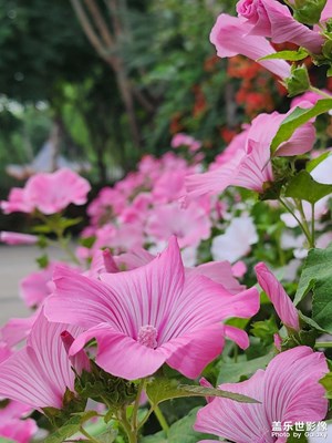 【七彩夏日】綻放的季節(jié)