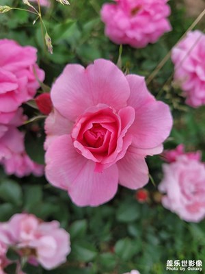 【拍有心動】+ 月季花開