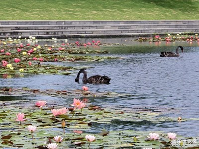 【七彩夏日】愛(ài)蓮時(shí)光