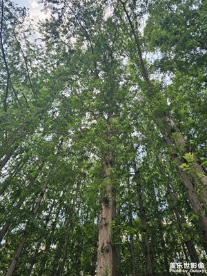 【七彩夏日】+萬物生長