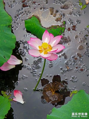 【七彩夏日】夏日荷花 S25UItra