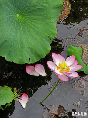 【七彩夏日】花開爛漫時