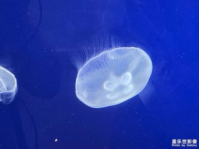 【七彩夏日】+水母