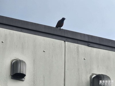 【七彩夏日】+盛夏鳥(niǎo)兒