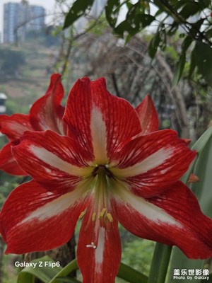 【七彩夏日】生氣勃勃