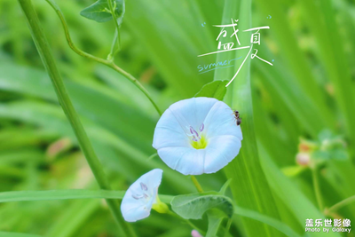 七彩夏日?絢麗多姿的小花