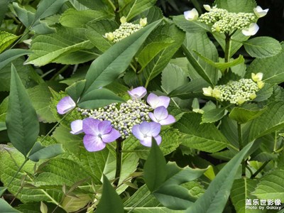 【七彩夏日】+這個夏天