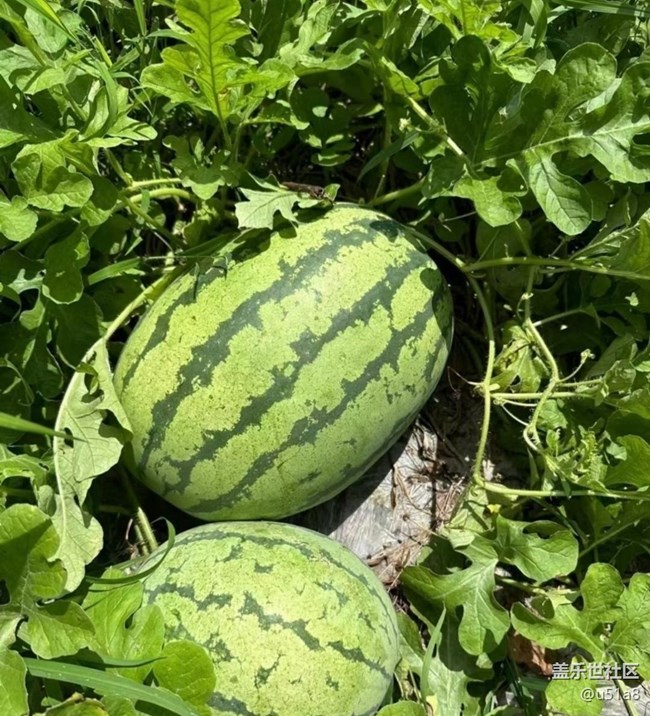 【雨過天晴】去摘瓜