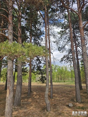 【遠(yuǎn)與近】+ 林