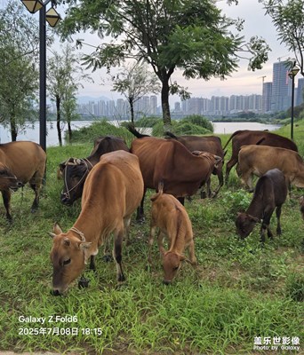 【愛(ài)?分享】自然和諧的環(huán)境