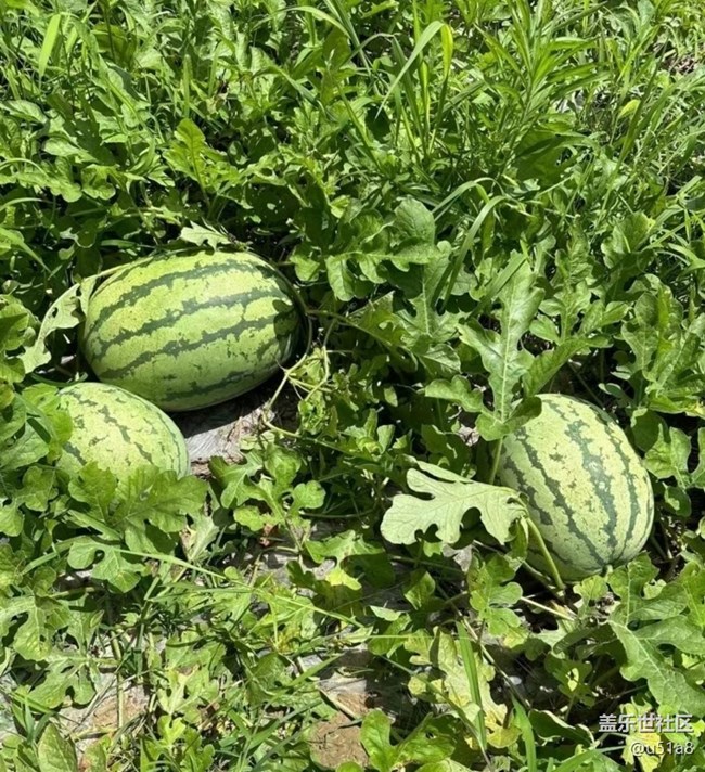 【雨過天晴】去摘瓜