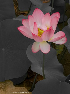 【遠(yuǎn)與近】GalaxyS25Ultra  雨荷