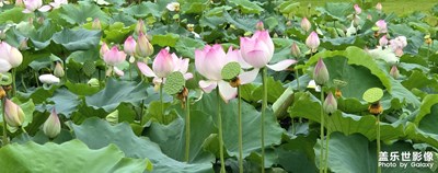 【遠(yuǎn)與近】+夏日雨荷