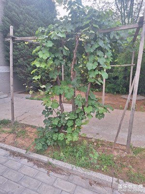 【遠(yuǎn)與近】+ 葡萄