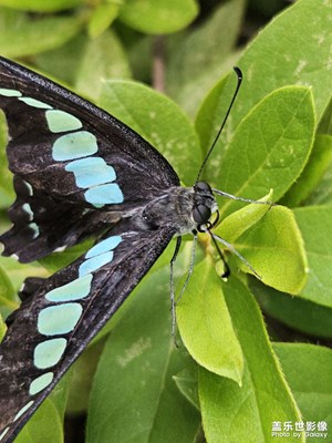 不知道還活著沒