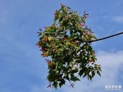 【遠(yuǎn)與近】＋七月