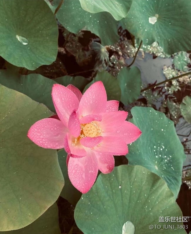 【雨過天晴】賞荷