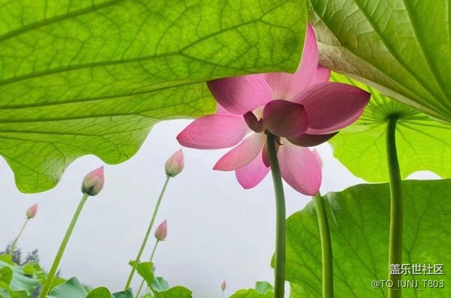 【雨過天晴】賞荷