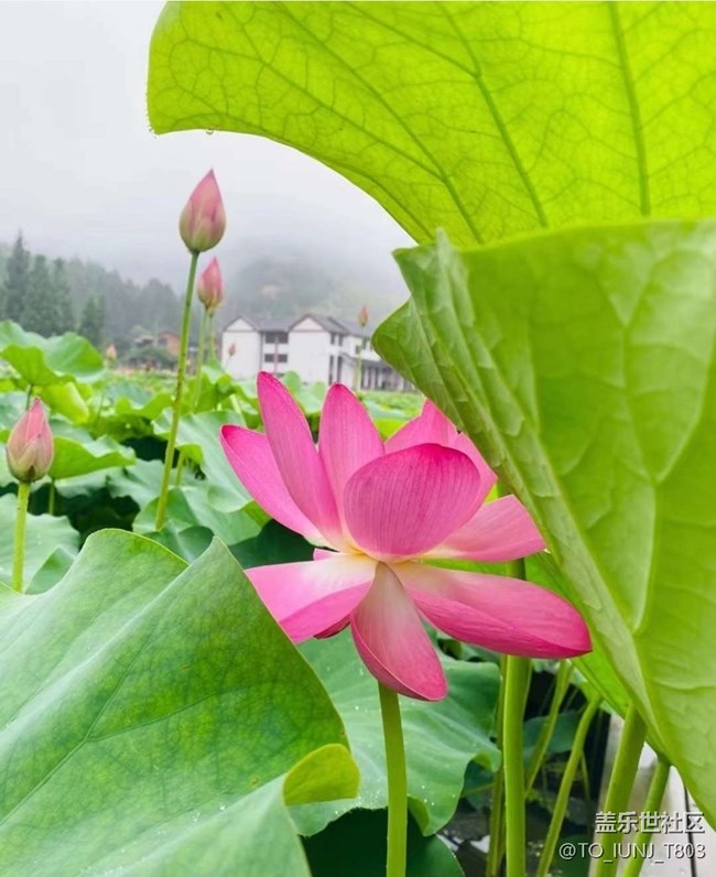 【雨過天晴】賞荷