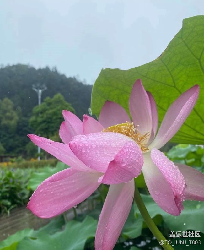 【雨過天晴】賞荷
