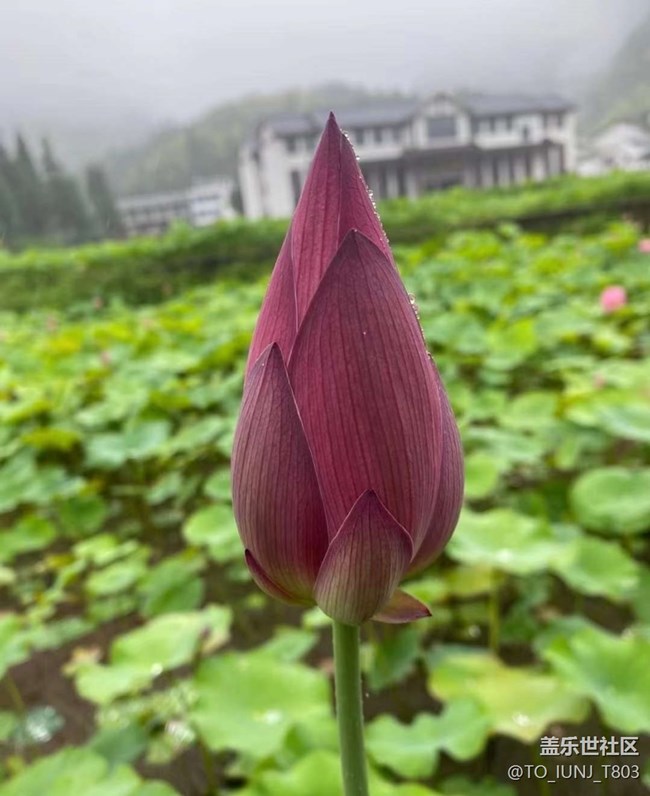 【雨過天晴】賞荷