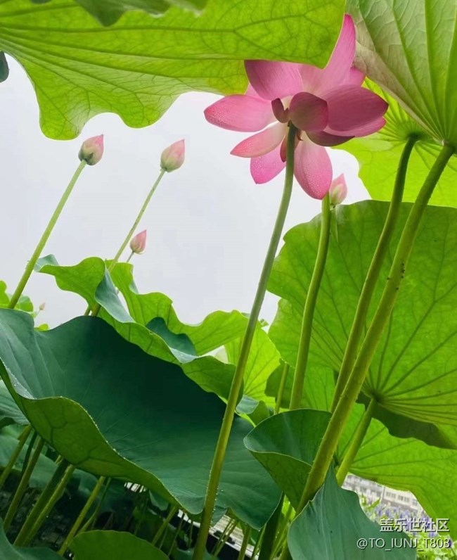 【雨過天晴】賞荷