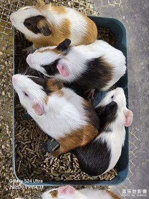 【遠(yuǎn)與近】萌寵總動(dòng)員