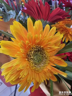 [遠(yuǎn)與近]花朵